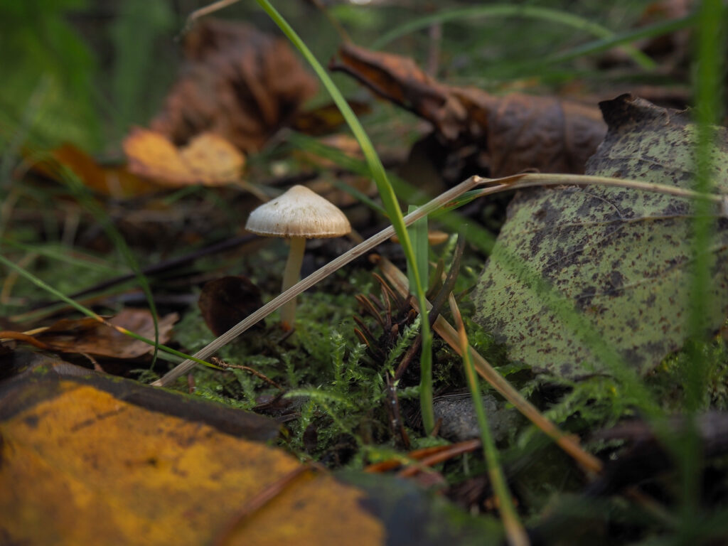 Sieni metsässä, luonto