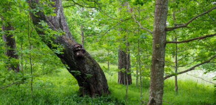 Skog och träd