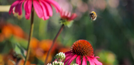 Blommor och bi