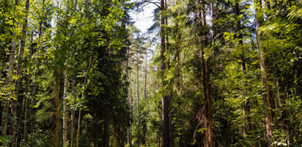 Kasavuori, metsä